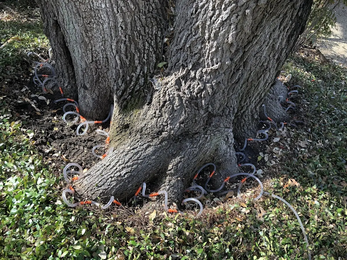 Detailed Tree Cabling and Bracing job site in Preston Park