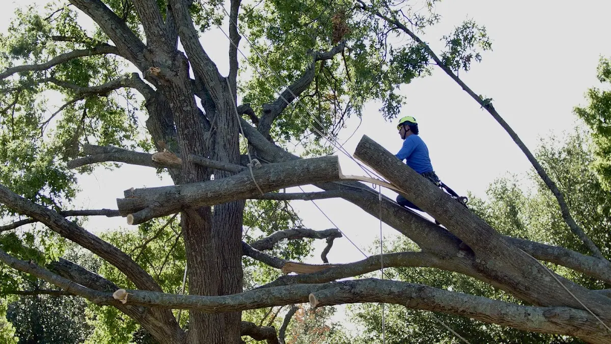 Professional Crown Thinning performed by certified arborists in Preston Park