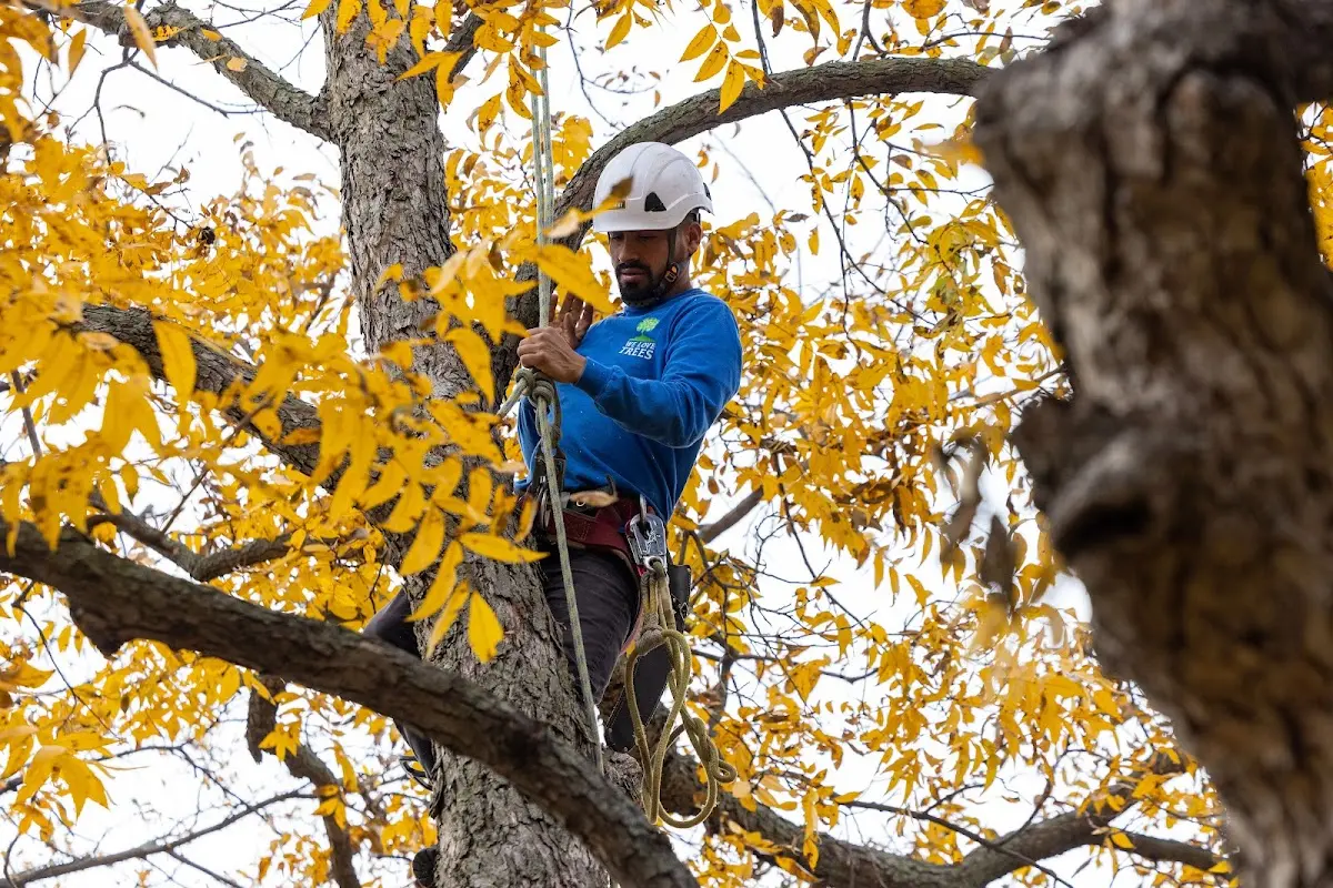 Skilled Tree Pruning crew working in Preston Park