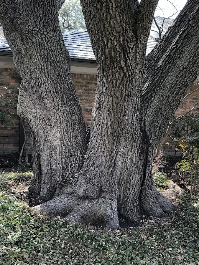 Mature heritage tree close to a Preston Park property cared for by certified arborists